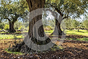 Olive grove with ancient olive trees