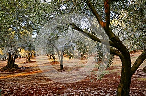 Olive Grove in Calabria, Italy