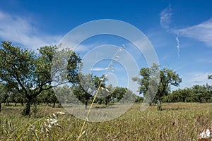 Olive grove in Castelo Branco district, Portugal