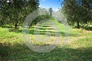 Olive Grove in Central Italy