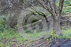 Olive grove in Corfu