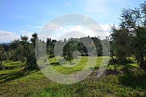 Olive Grove in the Countryside of Tuscany