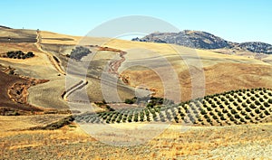 Olive grove and dry fields