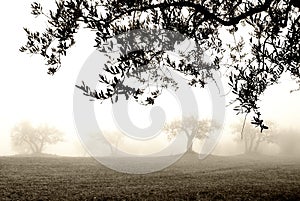 Olive grove in the fog