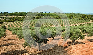 Olive grove in France