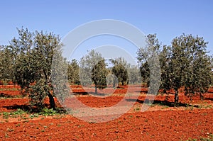 Olive grove, Fuente del Piedra. photo