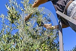 Olive grove garden in the Mediterranean of Antalya.