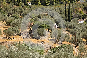 Olive grove in Greece