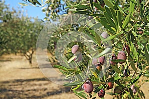 Olive grove in Greece