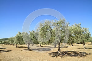 Olive grove in Greece