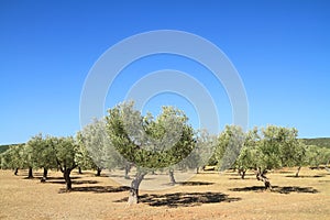 Olive grove in Greece