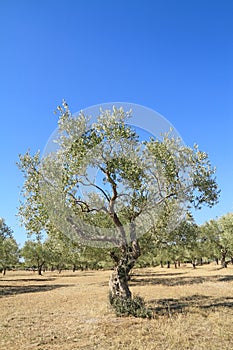 Olive grove in Greece