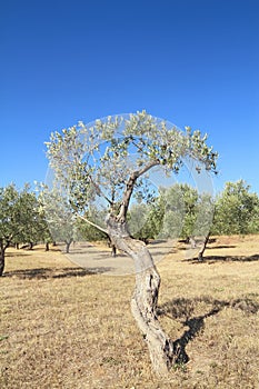 Olive grove in Greece