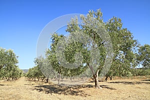 Olive grove in Greece