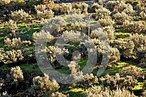 Olive grove in Greece, Peloponnese region