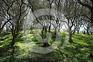 Olive grove with green grass at springtime from Corfu island