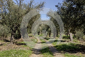 Olive grove growing with old clipped trees and dirt road