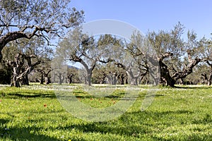 Olive grove growing with old clipped trees and flower carpet