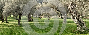 olive grove on the island of Mallorca