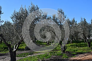 Olive grove on the island of Mallorca in Spain