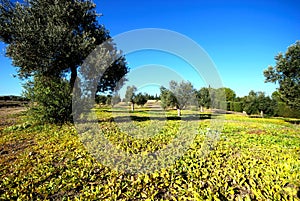 Olive grove, Italica, Spain.