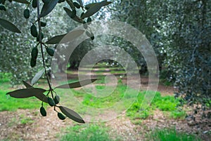 Olive grove in Italy