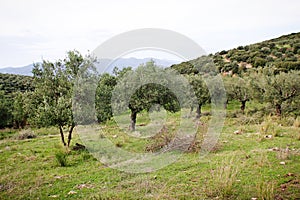 Olive grove in Kalamata, Greece