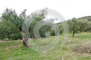 Olive grove in Kalamata, Greece