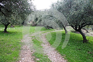 Olive grove in Kalamata, Greece