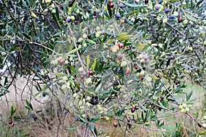 Olive grove in Kalamata, Greece