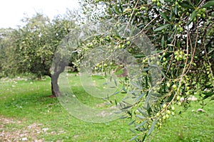 Olive grove in Kalamata, Greece