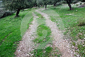 Olive grove in Kalamata, Greece