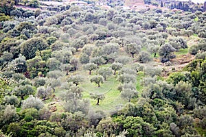 Olive grove in Kalamata, Greece