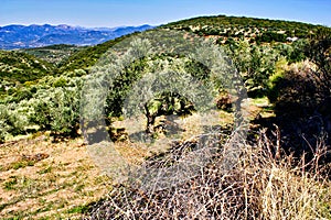 Olive grove in Kalamata, Peloponnese region