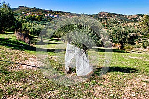 Olive grove in Kalamata, Peloponnese region