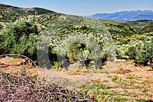 Olive grove in Kalamata, Peloponnese region