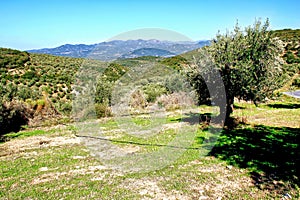 Olive grove in Kalamata, Peloponnese region