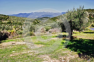 Olive grove in Kalamata, Peloponnese region