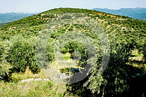 Olive grove in Kalamata, Peloponnese region