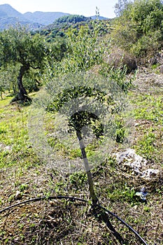 Olive grove in Kalamata, Peloponnese region