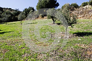 Olive grove in Kalamata, Peloponnese region