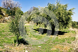 Olive grove in Kalamata, Peloponnese region