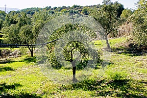 Olive grove in Kalamata, Peloponnese region