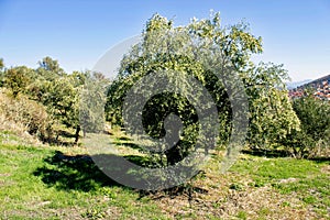 Olive grove in Kalamata, Peloponnese region