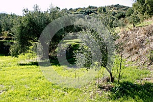 Olive grove in Kalamata, Peloponnese region