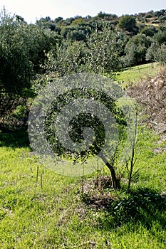 Olive grove in Kalamata, Peloponnese region