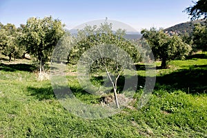 Olive grove in Kalamata, Peloponnese region