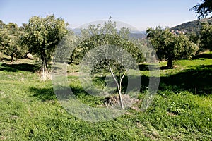 Olive grove in Kalamata, Peloponnese region