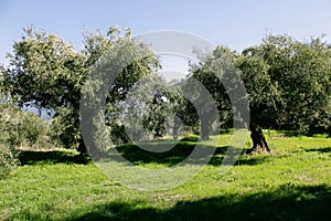 Olive grove in Kalamata, Peloponnese region