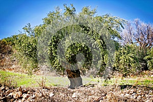 Olive grove in Kalamata, Peloponnese region